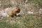 Cynomys (Prairie dog),groundhog, gopher