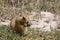 Cynomys (Prairie dog),groundhog, gopher