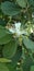 Cynophalla flexuosa , Capparis micracantha white flower and Green fruit