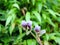 Cynotis Tuberosa â€“ species of flower found in Kaas Plateau