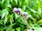 Cynotis Tuberosa â€“ species of flower found in Kaas Plateau