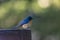 Cyornis tickelliae or Tickell`s blue flycatcher