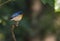 Cyornis tickelliae or Tickell`s blue flycatcher