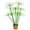 Cyperus