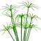 Cyperus