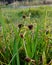 Cyperus Crocus beautiful Grass flower