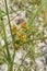 Cyperus glomeratus in bloom