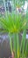 Cyperus papyrus is a species of aquatic flowering plant in the Cyperaceae family. This plant comes from Africa