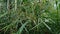 Cyperus rotundus coco-grass, Java grass, nut grass, purple nut sedge, purple nutsedge, red nut sedge, Khmer kravanh chruk with n