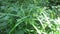 Cyperus rotundus coco-grass, Java grass, nut grass, purple nut sedge, purple nutsedge, red nut sedge, Khmer kravanh chruk with n