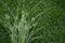 Cyperus  Rotundus plant, also known as coco, Java,or nut grass, purple nutsedge, red nutsedge is a species of sedge