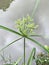 Cyperus strigosus or Straw-colored flatsedge flower.