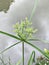 Cyperus strigosus or Straw-colored flatsedge flower.