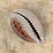 Cypraea Tigris Tiger Cowrie