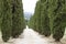 Cypress alley in Tuscany