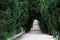 Cypress avenue in Punta Vigilio on Garda lake