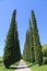 Cypress avenue in Tuscany, Italy