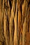 Cypress bark background