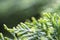 Cypress branch closeup, thuja background green tree