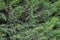 Cypress bush green background. Thuja tree