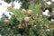 Cypress cedar plant with seed cones surrounded with dark green scale like leaves