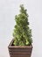 Cypress cedar tree branch. Thuja occidentalis bush in in a pot