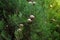 Cypress cedar tree with cones. Coniferous plant, thuja, cypress. Thuja leaf green texture