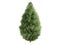 Cypress (Chamaecyparis lawsoniana)