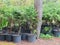 Cypress evergreen shrubs in pots