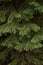 Cypress foliage