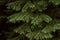 Cypress foliage