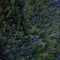 Cypress foliage, dark green natural background of twigs