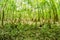 cypress forest and swamp of Congaree National Park in South Carolina