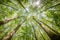 cypress forest and swamp of Congaree National Park in South Carolina