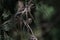 Cypress fruits on a branch