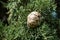 Cypress fruits on a branch