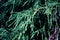 Cypress green branches close up, macro photo