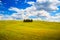 Cypress group and field rural landscape in Orcia, San Quirico, T