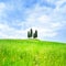 Cypress group and field rural landscape in Orcia, San Quirico, Tuscany. Italy