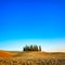 Cypress group and field rural landscape in Orcia, San Quirico, Tuscany. Italy