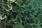 cypress, juniper, conifer, shrub, green