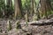 Cypress knees covered in green moss in a gloomy cypress swamp