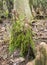 Cypress knees covered in green moss in a gloomy swamp