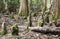 Cypress knees covered in green moss in a gloomy swamp