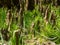 Cypress Knees Growing in Green Grass, Congaree National Park