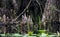 Cypress Knees, Okefenokee Swamp National Wildlife Refuge