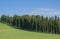 Cypress Landscape in Tuscany,Italy