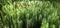 cypress-leaved plait moss closeup. Hypnum cupressiforme