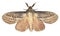 Cypress moth, Pachypasa otus