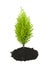 Cypress Pine Sapling Growing out of Soil